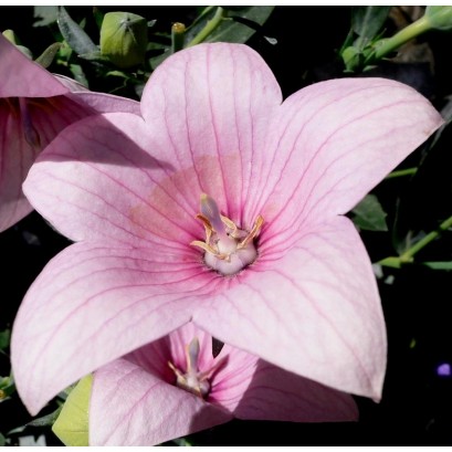 Platycodon grandiflorus Fuji Pink Rozwar wielkokwiatowy