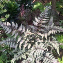 Athyrium niponnicum Red Beauty Wietlica japońska