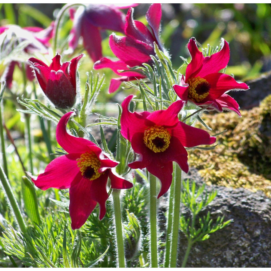 Pulsatilla vulgaris Rubra Sasanka zwyczajna Pulsatilla vulgaris Rubra Sasanka zwyczajna