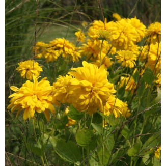 Rudbeckia occidentalis Green Wizard Rudbekia zachodnia