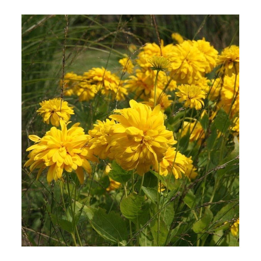 Rudbeckia occidentalis Green Wizard Rudbekia zachodnia