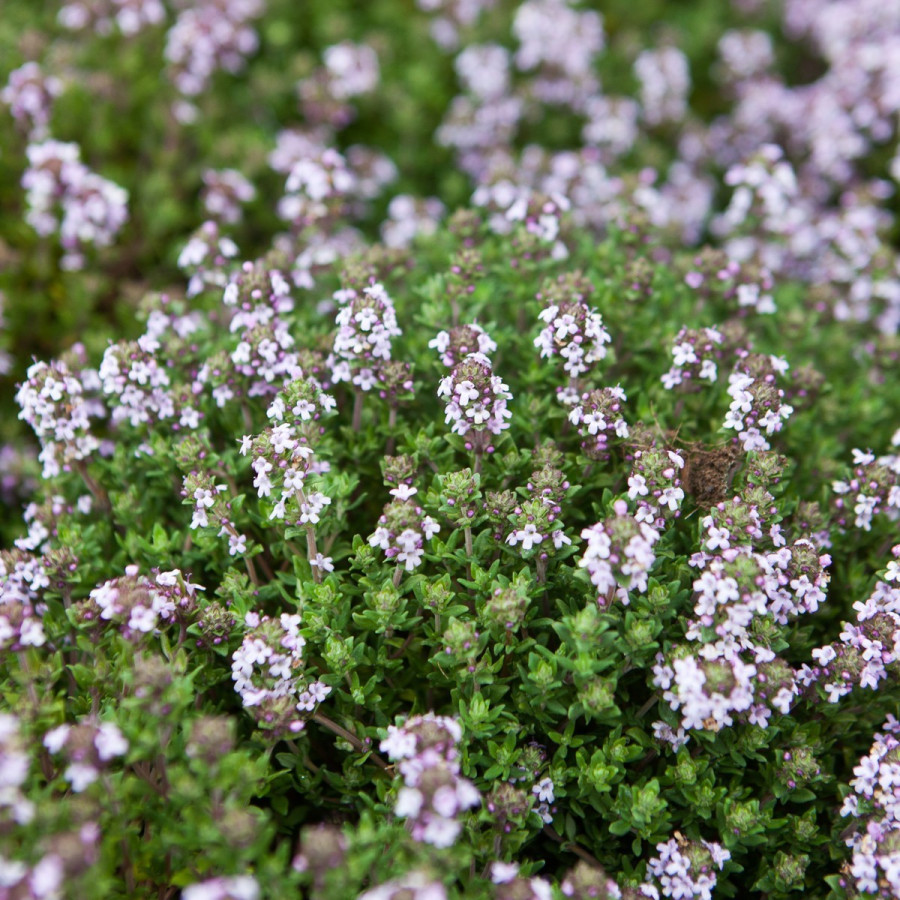 Thymus vulgaris Compactum Tymianek właściwy