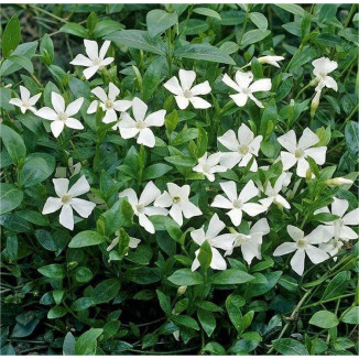 Vinca minor Alba Barwinek pospolity
