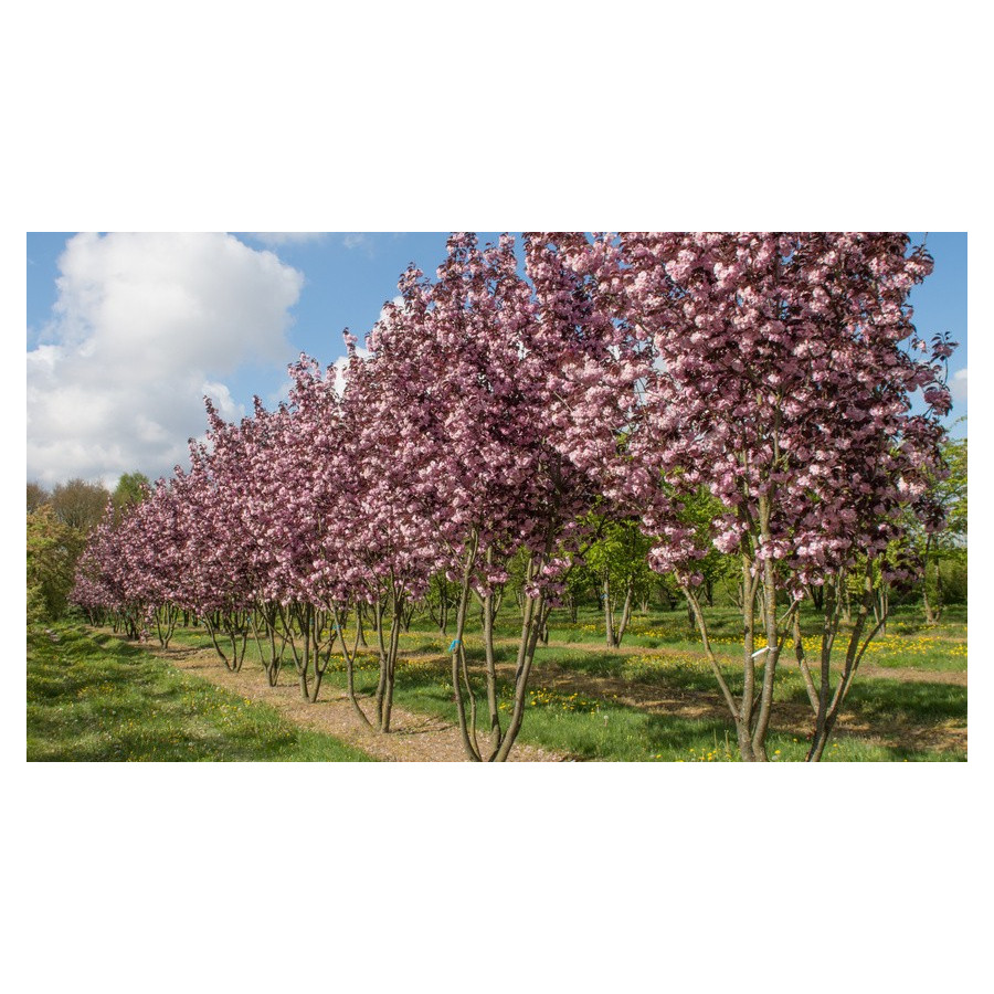 Prunus serrulata Royal Burgundy Laurowiśnia