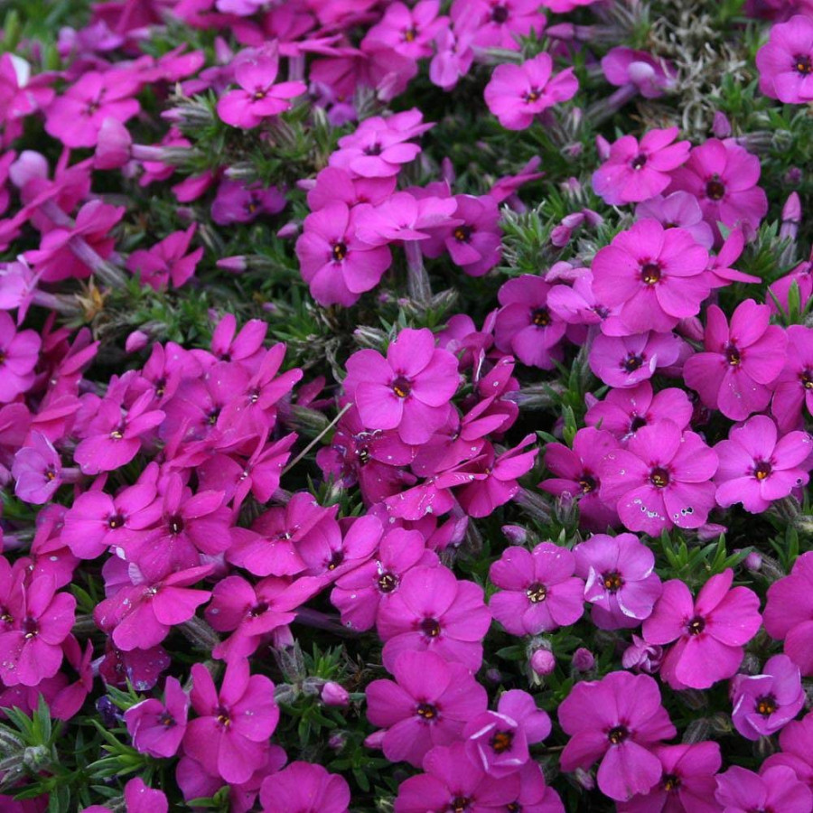 Phlox Admiral Red Floks