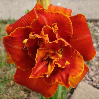 Hemerocallis Moses Fire Liliowiec