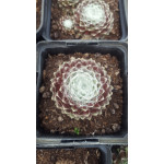 Sempervivum hybr. nr. 2