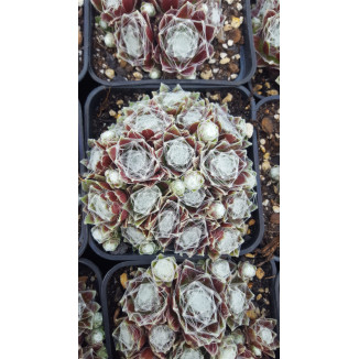 Sempervivum Schwarze Witwe