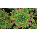 Sempervivum Apple Blossom