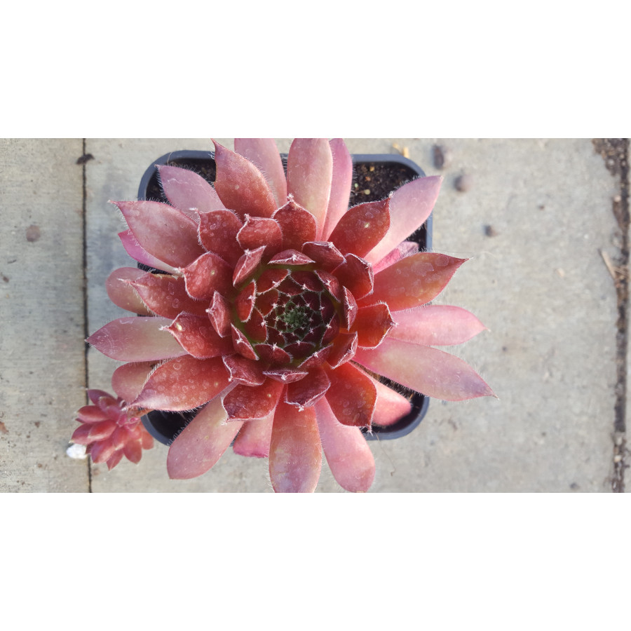 Sempervivum Heigham Red