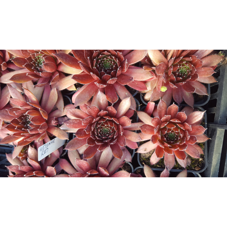 Sempervivum Heigham Red