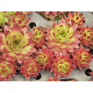 Sempervivum Salamo Rojnik