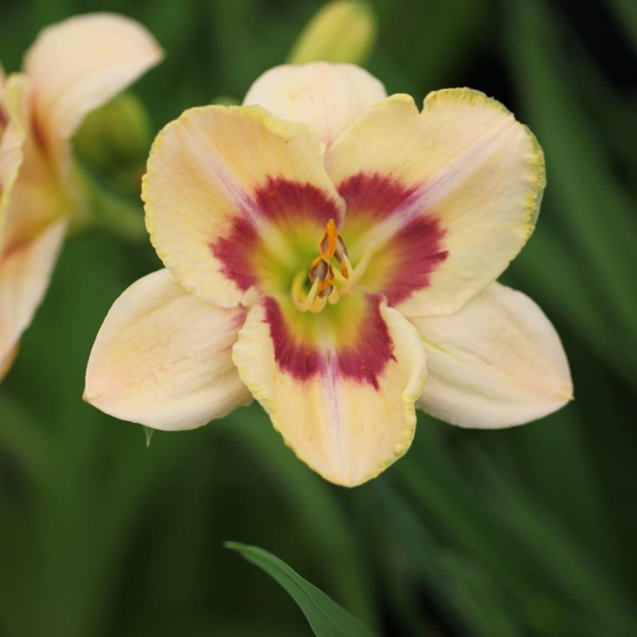 Hemerocallis Custard Candy Liliowiec