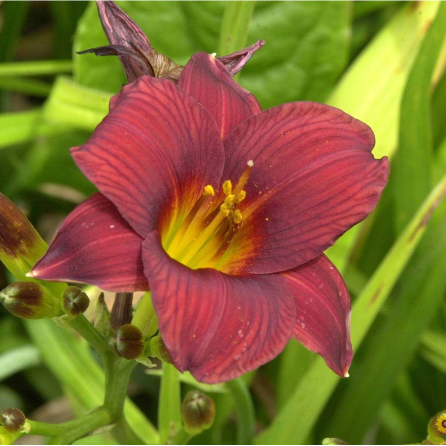 Hemerocallis Little Joy