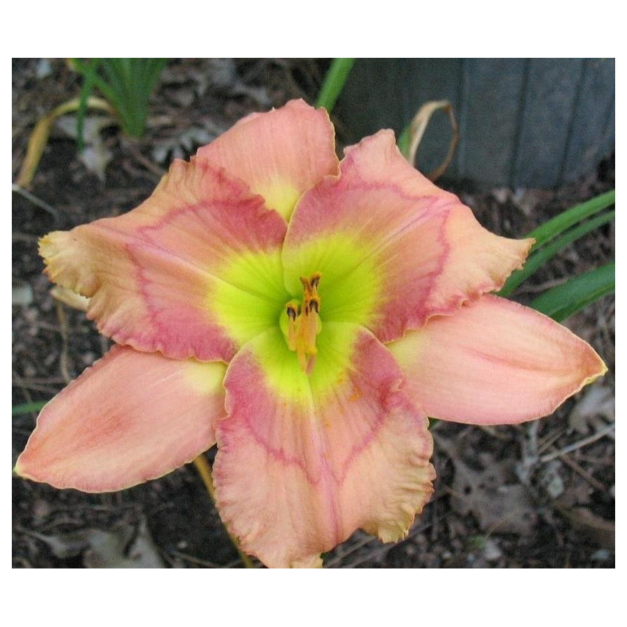 Hemerocallis Spacecoast Dream Catcher