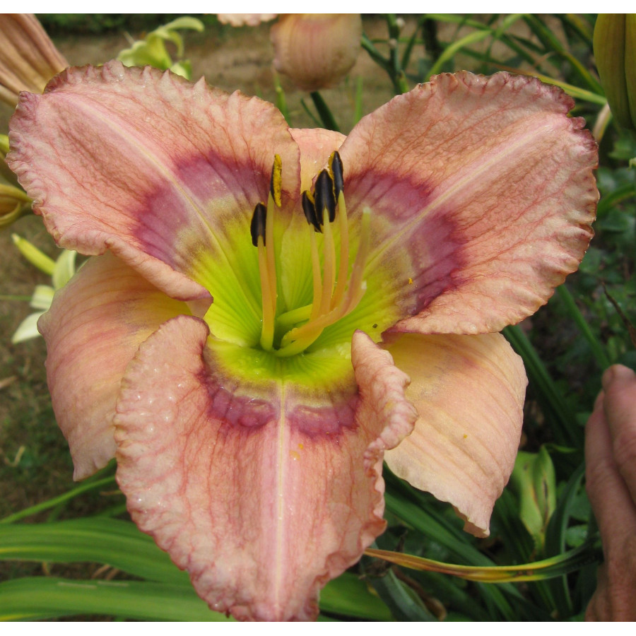 Hemerocallis Steely Blue Eyes Liliowiec