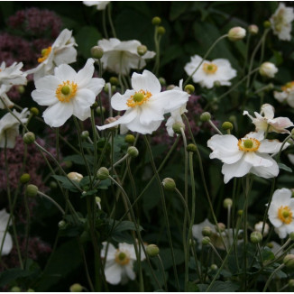 Anemone japonica Andrea Atkinson Zawilec