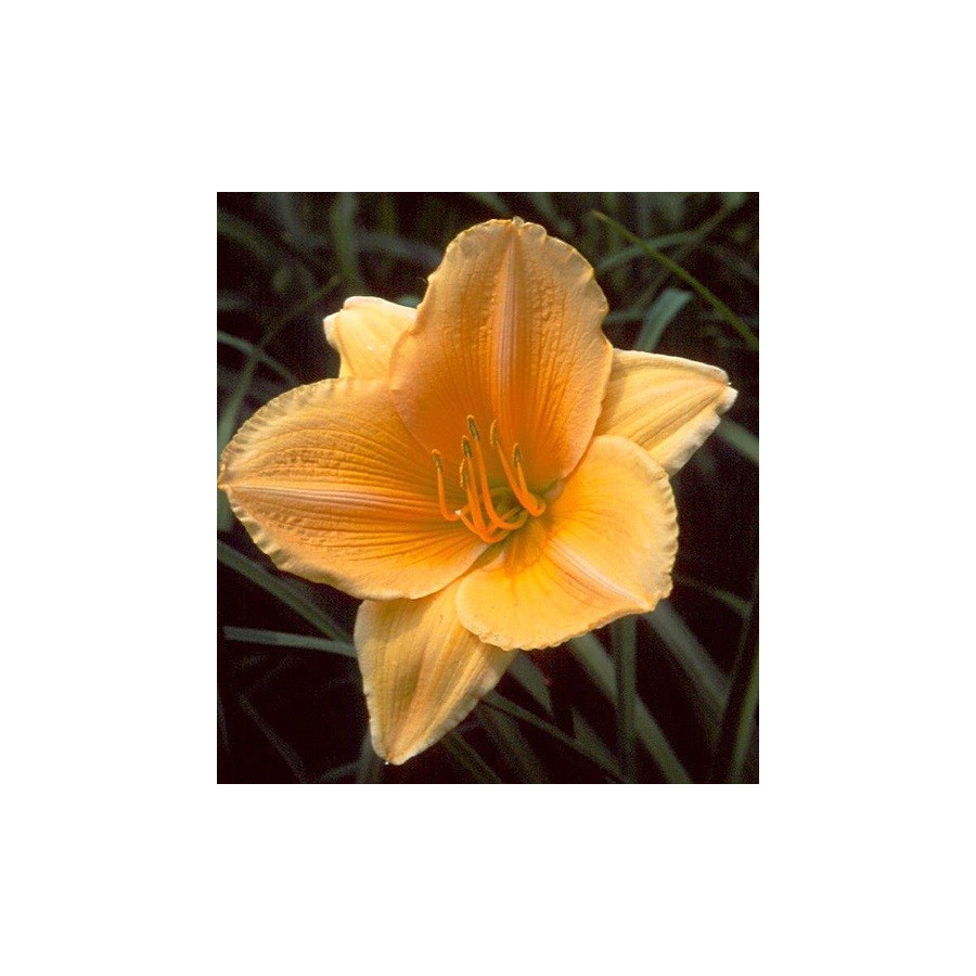 Hemerocallis Ewa Liliowiec