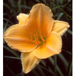 Hemerocallis Ewa Liliowiec