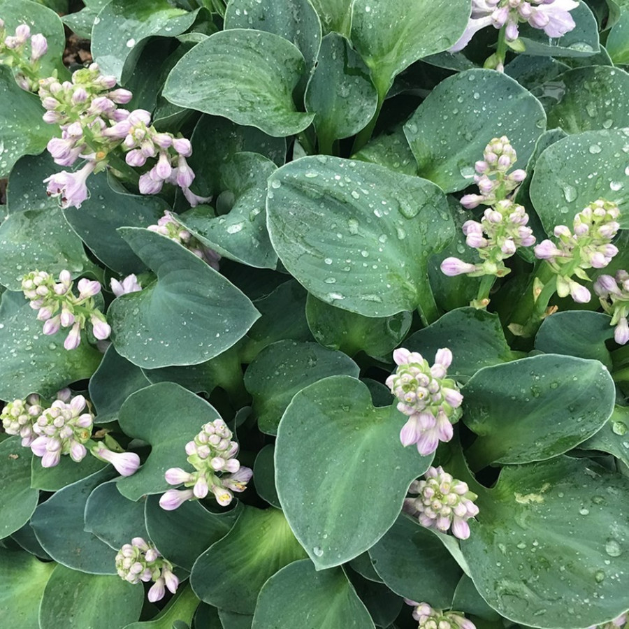 Hosta Blue Mouse Ears