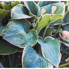 Hosta Minke Funkia