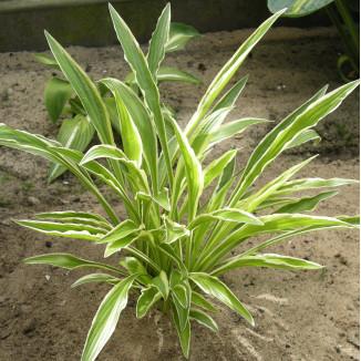 Hosta Sandhill Crane Funkia