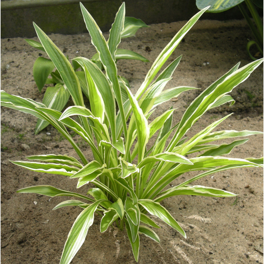 Hosta Sandhill Crane Funkia