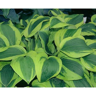 Hosta Velvet Moon Funkia