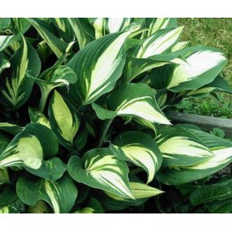 Hosta Touch of Flame Funkia