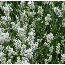 Lavandula angustifolia Edeleweiss Lawenda