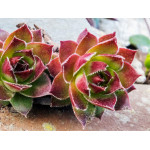 Sempervivum Sadzonki luzem Rojniki