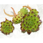 Sempervivum Sadzonki luzem Rojniki