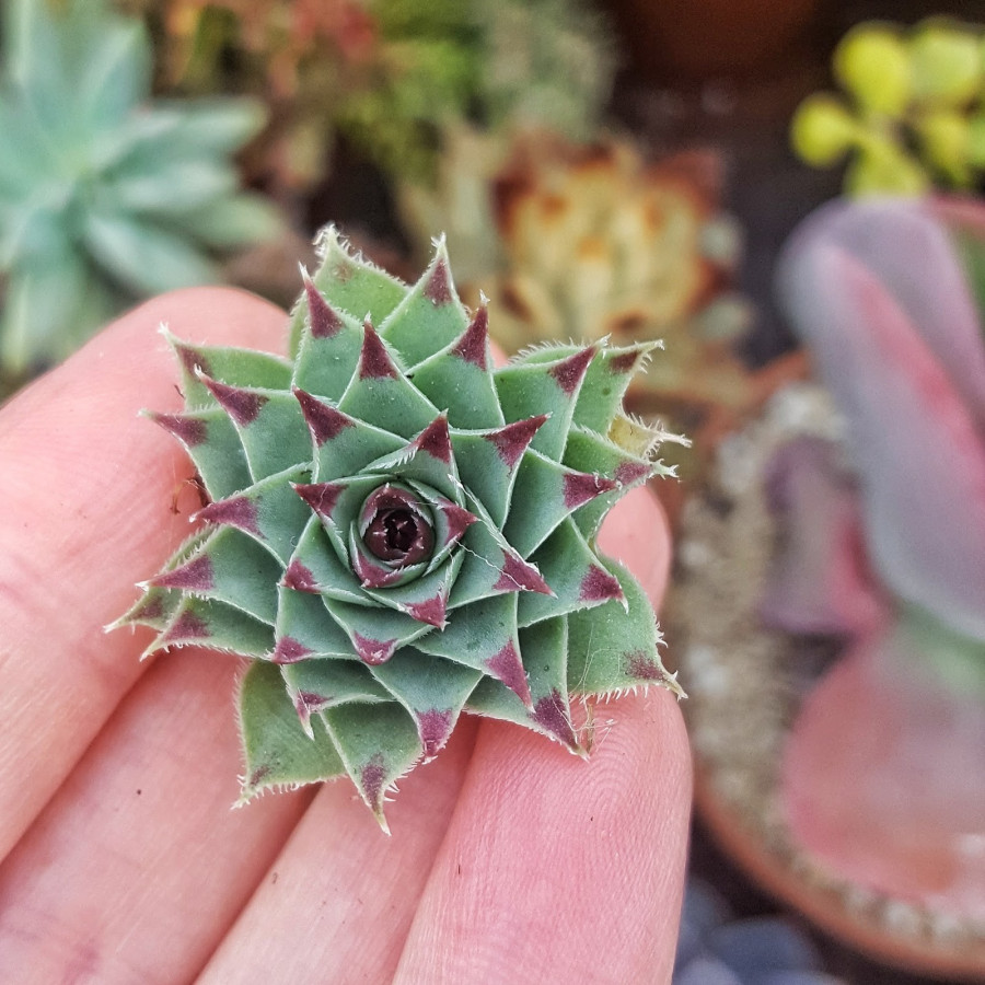 Sempervivum Sadzonki luzem Rojniki