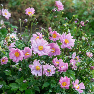 Anemone Pretty Lady Emily Zawilec