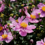 Anemone Summer Breeze Zawilec