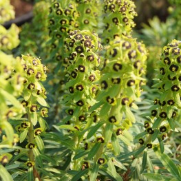 Euphorbia characias Black Pearl Wilczomlecz
