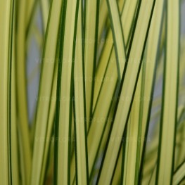 Carex brunnea Jenneke Turzyca