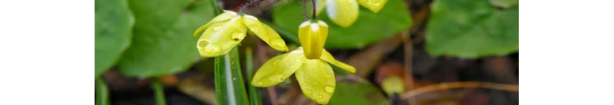 Epimedium