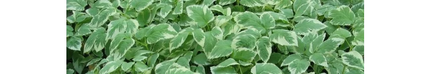 Aegopodium Podagrycznik