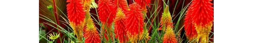 Kniphofia trytoma