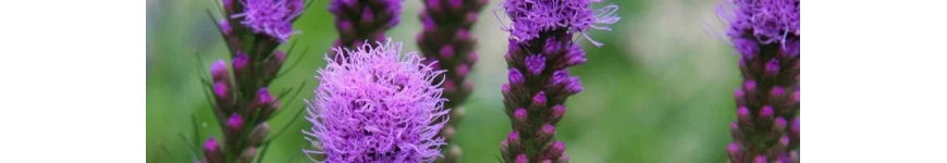 Liatris liatra