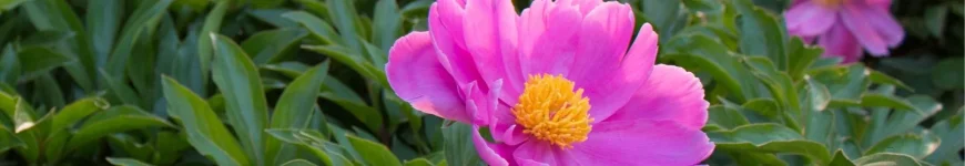 Paeonia piwonia