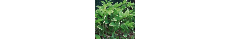 Polygonatum kokoryczka
