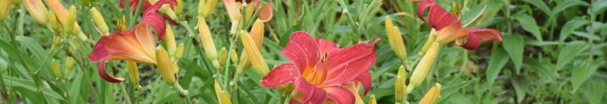 Hemerocallis liliowiec