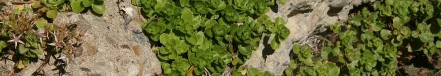 Byliny zadarniające