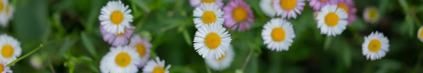 Byliny według stanowiska/zastosowania