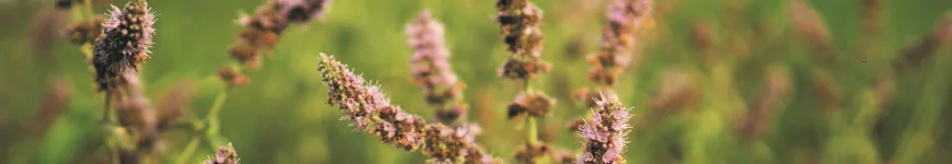 Byliny na półcień