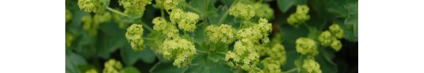 Alchemilla przywrotnik