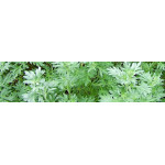Artemisia bylica