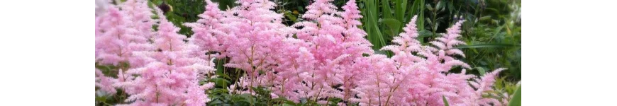 Astilbe tawułka